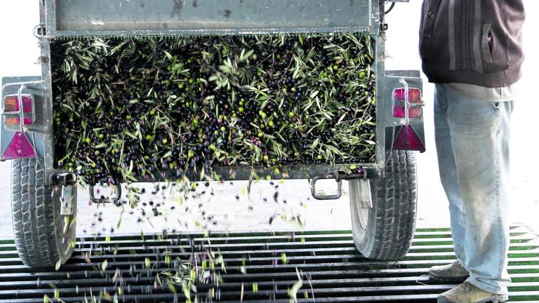 Los pequeños tajos “se comerán las uvas” con la aceituna ya recogida Los pequeños tajos “se comerán las uvas” con la aceituna ya recogida