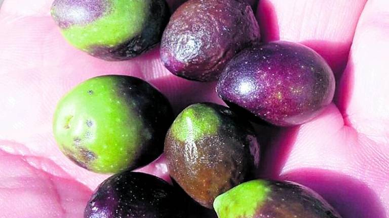 Pérdidas en la aceituna por hongos Pérdidas en la aceituna por hongos