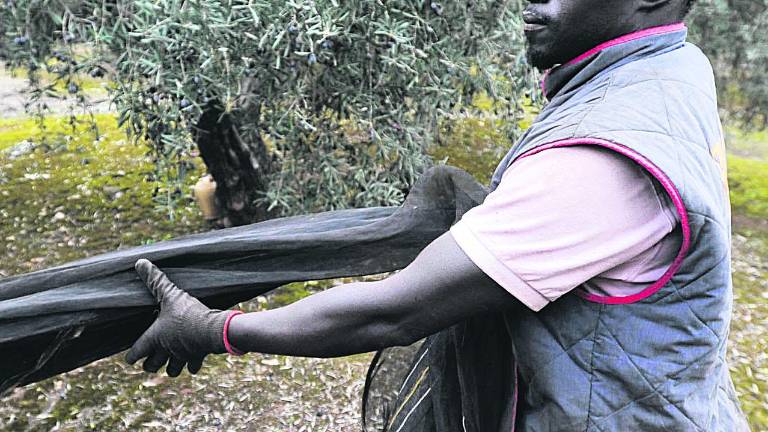 Sudor negro en el olivar