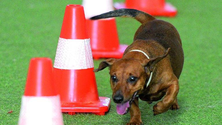 Las mascotas también tienen vacaciones Las mascotas también tienen vacaciones