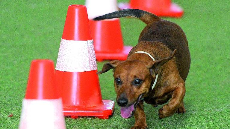 Las mascotas también tienen vacaciones