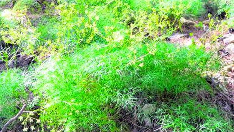 Hallazgo de una nueva planta en Cazorla Hallazgo de una nueva planta en Cazorla
