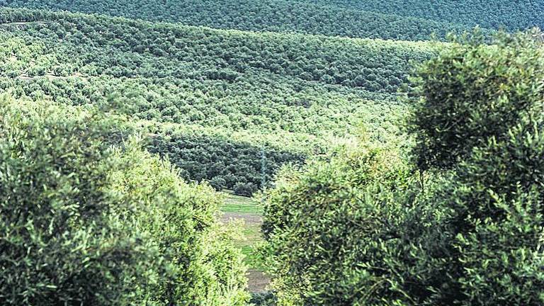 CajaSur lanza Agrobesana, la aplicación móvil del campo CajaSur lanza Agrobesana, la aplicación móvil del campo