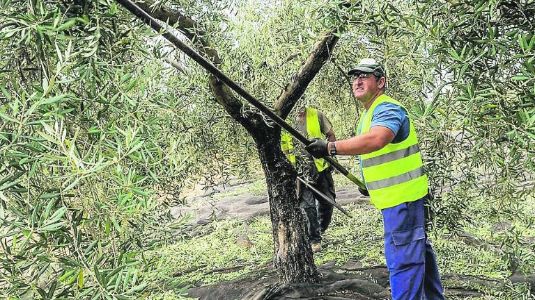 Ciberdelincuentes llenan internet de falsas ofertas de empleo en la aceituna Ciberdelincuentes llenan internet de falsas ofertas de empleo en la aceituna