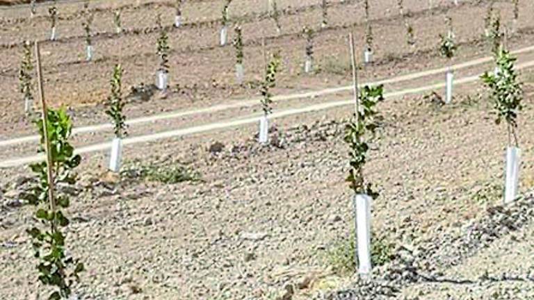 Buena previsión en el sector del pistacho para la próxima temporada Buena previsión en el sector del pistacho para la próxima temporada