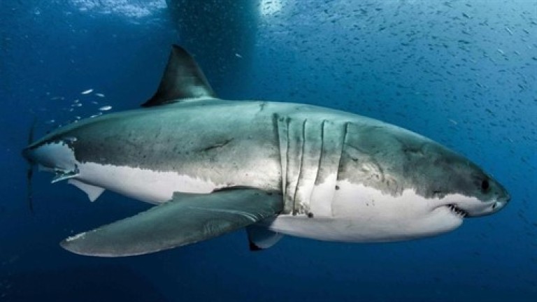 El genoma del tiburón blanco puede ayudar a salvar vidas humanas