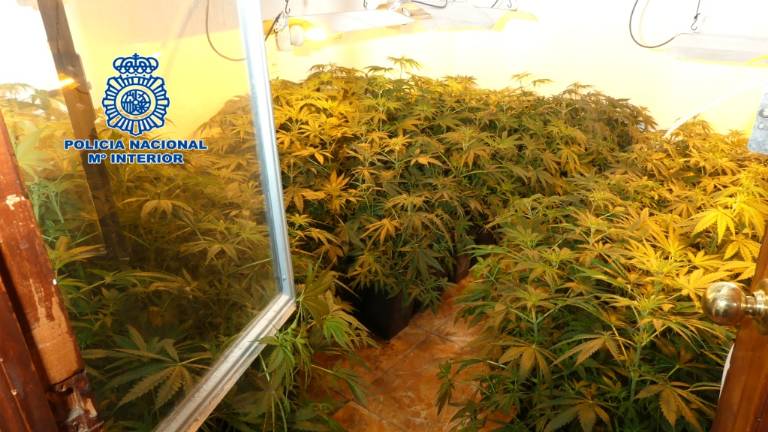 Dos detenidos y más de 800 plantas de marihuana intervenidas en la capital