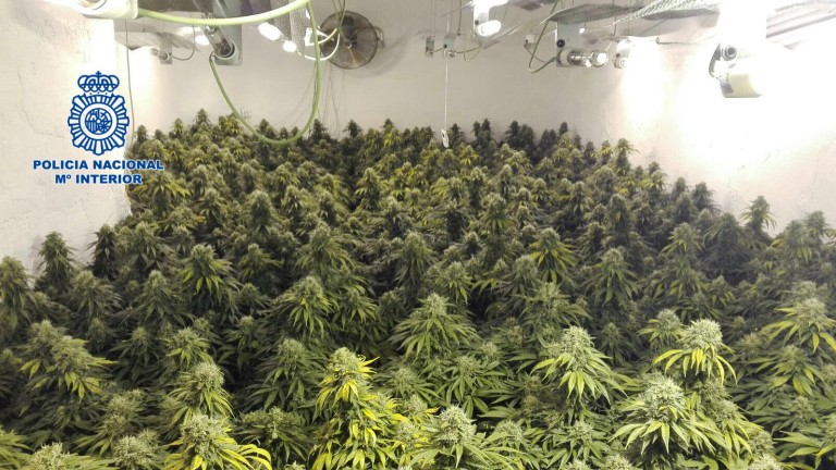 Desmantelado un invernadero dedicado al cultivo de marihuana oculto en una vivienda