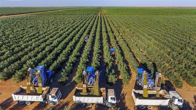 GEA construirá la mayor almazara de Asia en Arabia Saudí GEA construirá la mayor almazara de Asia en Arabia Saudí
