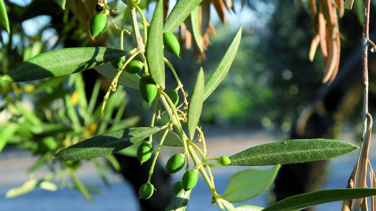 El aceite examina atento y con miedo el ataque a las aceitunas