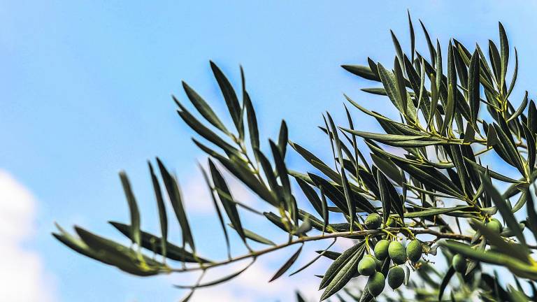La aceituna ilusiona con una buena cosecha La aceituna ilusiona con una buena cosecha