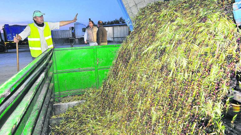 El mundo tendrá más aceite