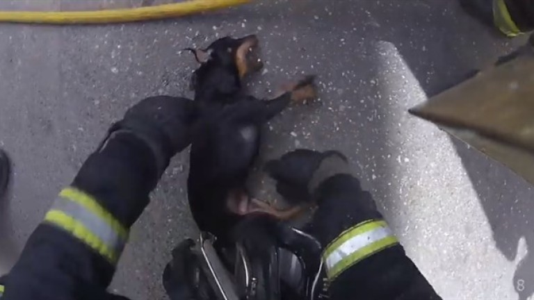 Los Bomberos salvan la vida a un perro inconsciente en el incendio de una casa
