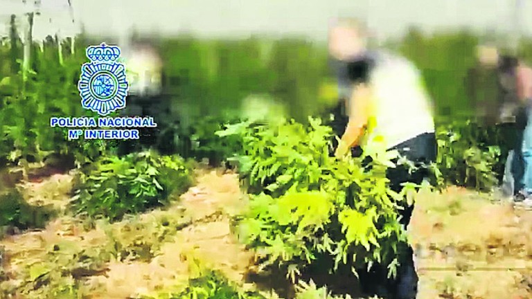 Detenidos en Acolea por cultivar marihuana