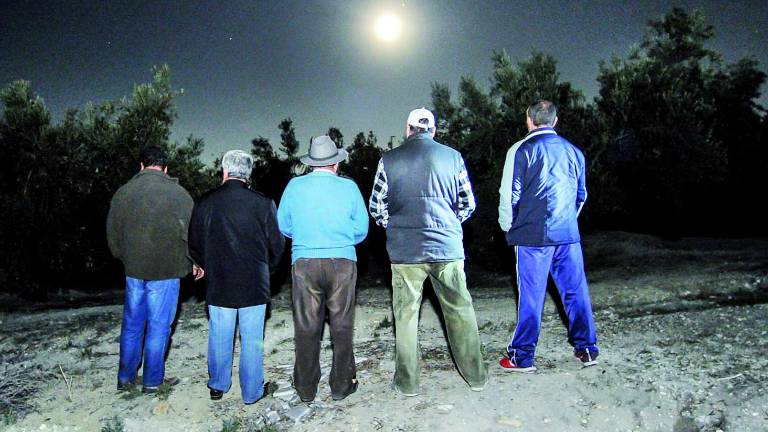 Los olivareros se multiplican para intentar parar los robos Los olivareros se multiplican para intentar parar los robos