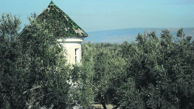 La entrada de la Xylella en la Península “aterroriza” al olivar