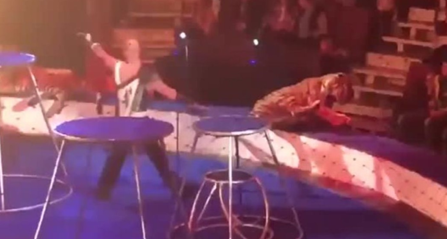 Indignación en las redes por el maltrato a un tigre que convulsiona Indignación en las redes por el maltrato a un tigre que convulsiona