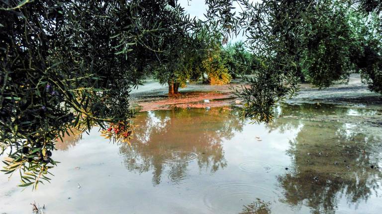 La lluvia deja vacío el olivar