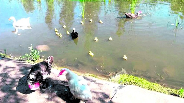 Sin patos en el lago del Parque Cantarranas