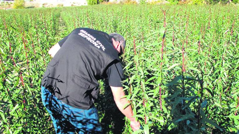 Intervenidas 85.000 plantas de almendros “piratas” en Huelma Intervenidas 85.000 plantas de almendros “piratas” en Huelma
