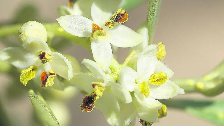 La floración del olivo “estalla” con fuerza gracias a las últimas lluvias