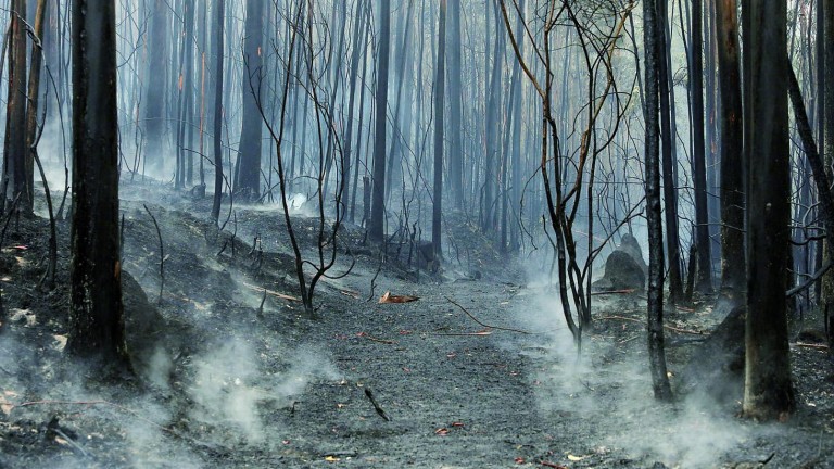 Un total de 14 fuegos superan las 20 hectáreas en Galicia