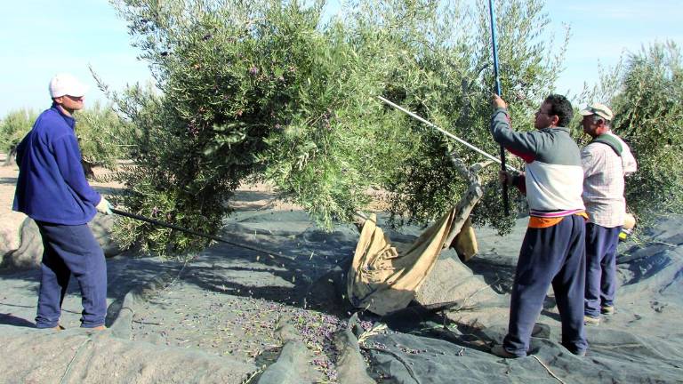 Mas de 40 millones de kilos de aceituna en la última campaña Mas de 40 millones de kilos de aceituna en la última campaña