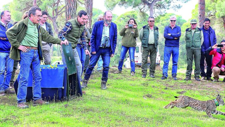 La “jiennense” Pepa ya corre libre por el parque de Doñana