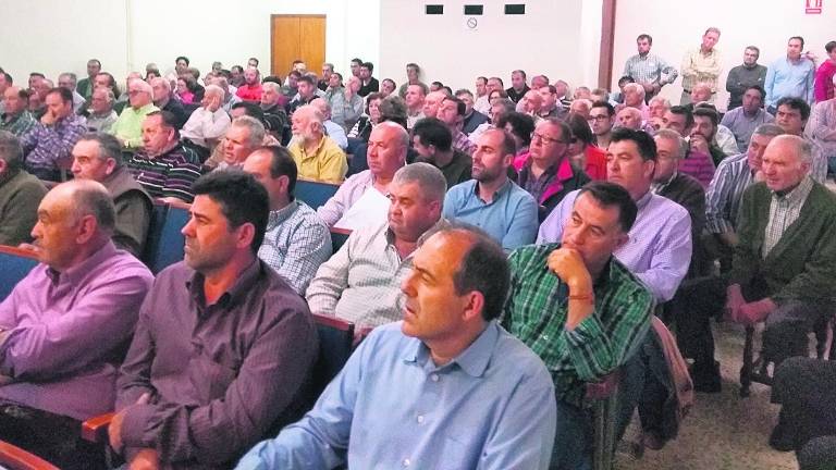 Inquietud por la proliferación de hongos en fincas de olivar Inquietud por la proliferación de hongos en fincas de olivar