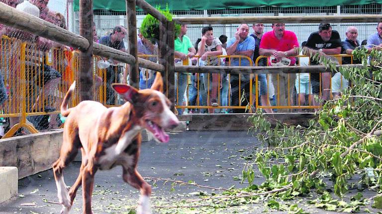 A juicio el dueño de un perro que mató conejos en Ibercaza A juicio el dueño de un perro que mató conejos en Ibercaza