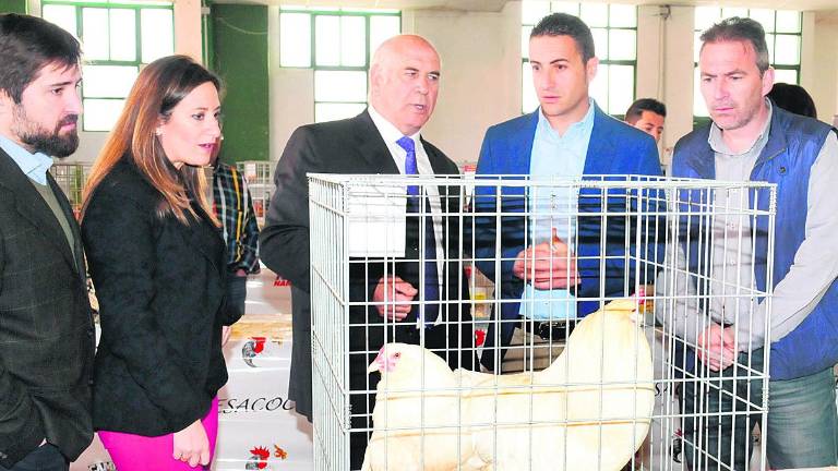 Una muestra pionera exhibe razas de gallinas y otras aves Una muestra pionera exhibe razas de gallinas y otras aves