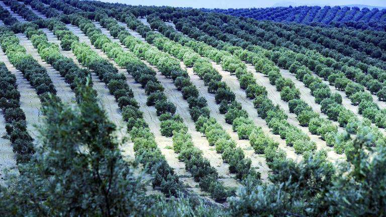 Respaldo al paisaje del olivar