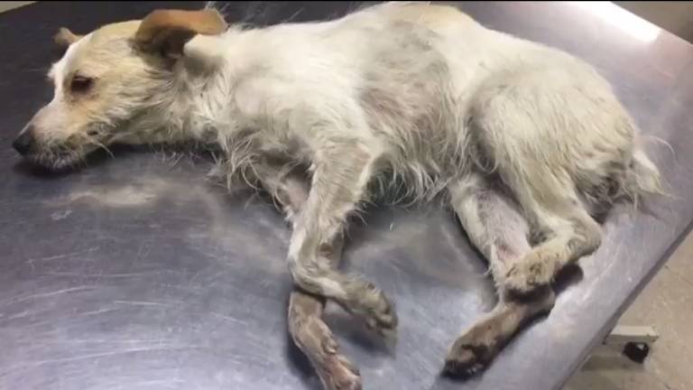 La protectora de Alcaudete denuncia el envenenamiento y atropello de una perrita La protectora de Alcaudete denuncia el envenenamiento y atropello de una perrita