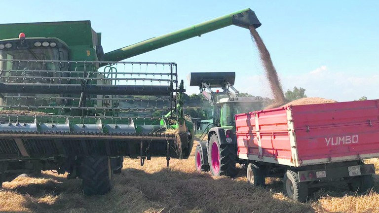 Los campos de cereal ilusionan con una gran cosecha en Jaén