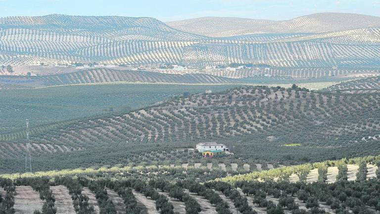 ¿La Xylella salió de un experimento? ¿La Xylella salió de un experimento?