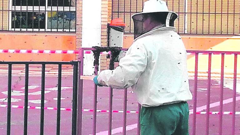 Las abejas dejan sin clase a los niños del “Padre Poveda” Las abejas dejan sin clase a los niños del “Padre Poveda”