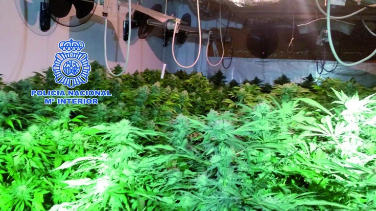 Intervenidas 1.500 plantas de marihuana en Arrayanes