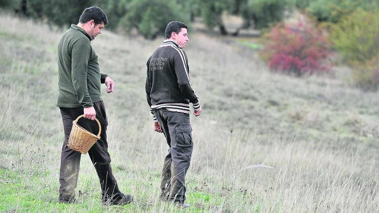 Una temporada “nefasta” de setas por la falta de lluvias Una temporada “nefasta” de setas por la falta de lluvias