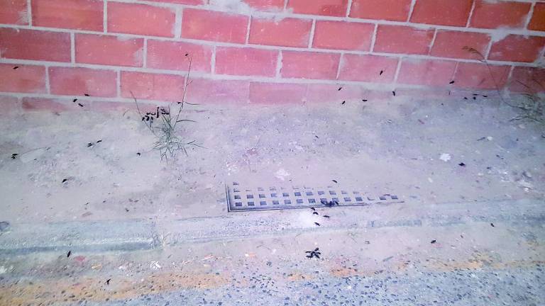 Cucarachas que campan a sus anchas en la Alcantarilla Cucarachas que campan a sus anchas en la Alcantarilla