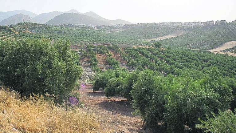 Agricultores solicitan un laboratorio contra la “Xylella” Agricultores solicitan un laboratorio contra la “Xylella”