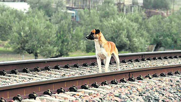 El Talgo a Madrid no admitirá pasajeros en Linares-Baeza El Talgo a Madrid no admitirá pasajeros en Linares-Baeza
