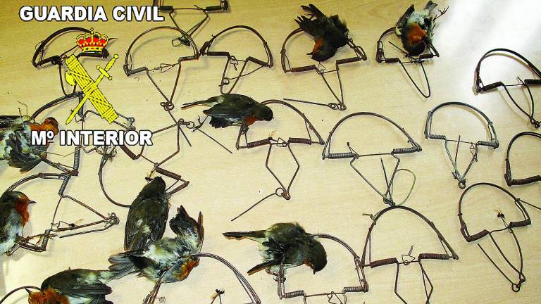 “Cazado” un anciano por coger pájaros “Cazado” un anciano por coger pájaros