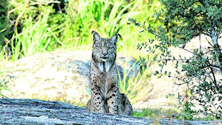 ¿Quiere ponerle nombre a un lince?