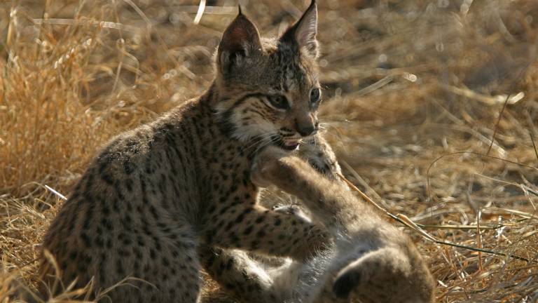 Novata, una hembra de lince, da a luz a dos cachorros en Andújar