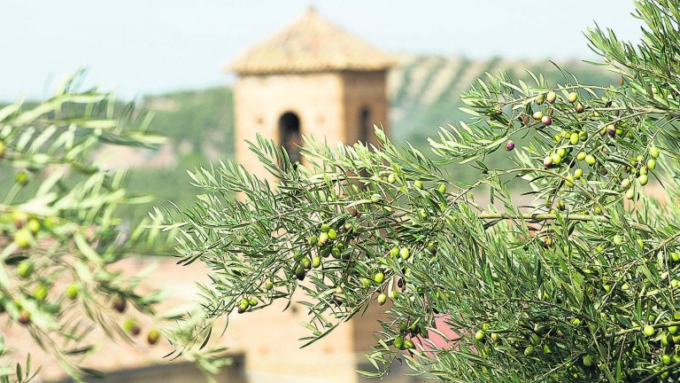 Los agricultores tienen fe en que el olivar haga más aceite