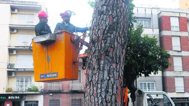 “Jaque” a la plaga de insectos que afectan a pinos y palmeras