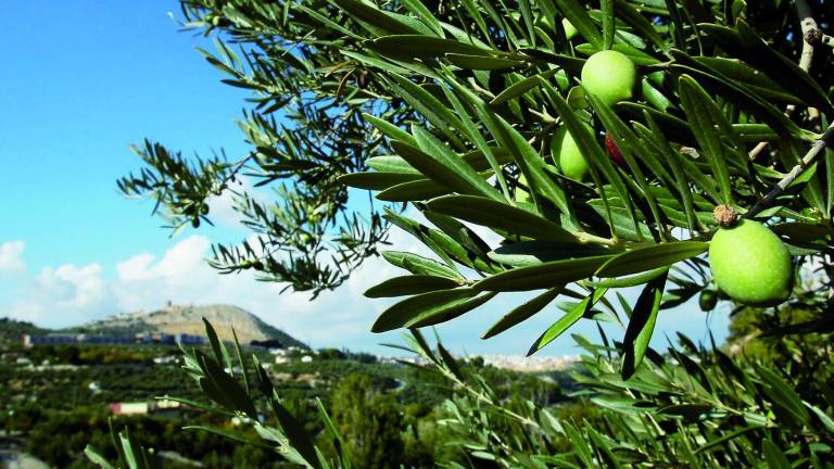 El Aceite de Oliva, todo un placer cotidiano