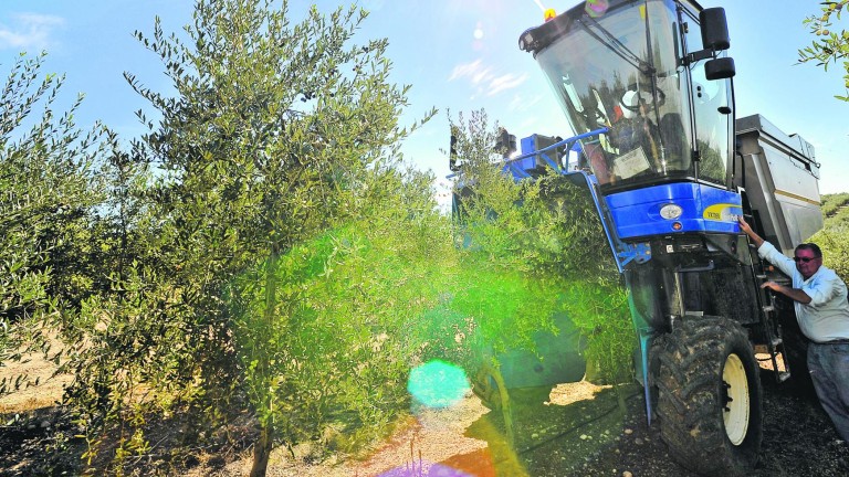 El reto de que el olivar rente como lo hace en Italia