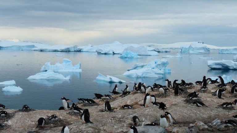 Científicos creen que el impacto humano convierte a pingüinos en transportadores de contaminantes