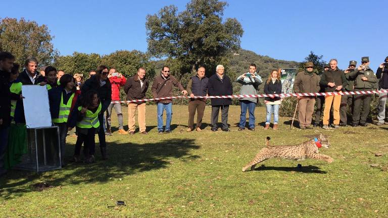 Nieve y Nebraska corren libres a encontrarse con otros linces